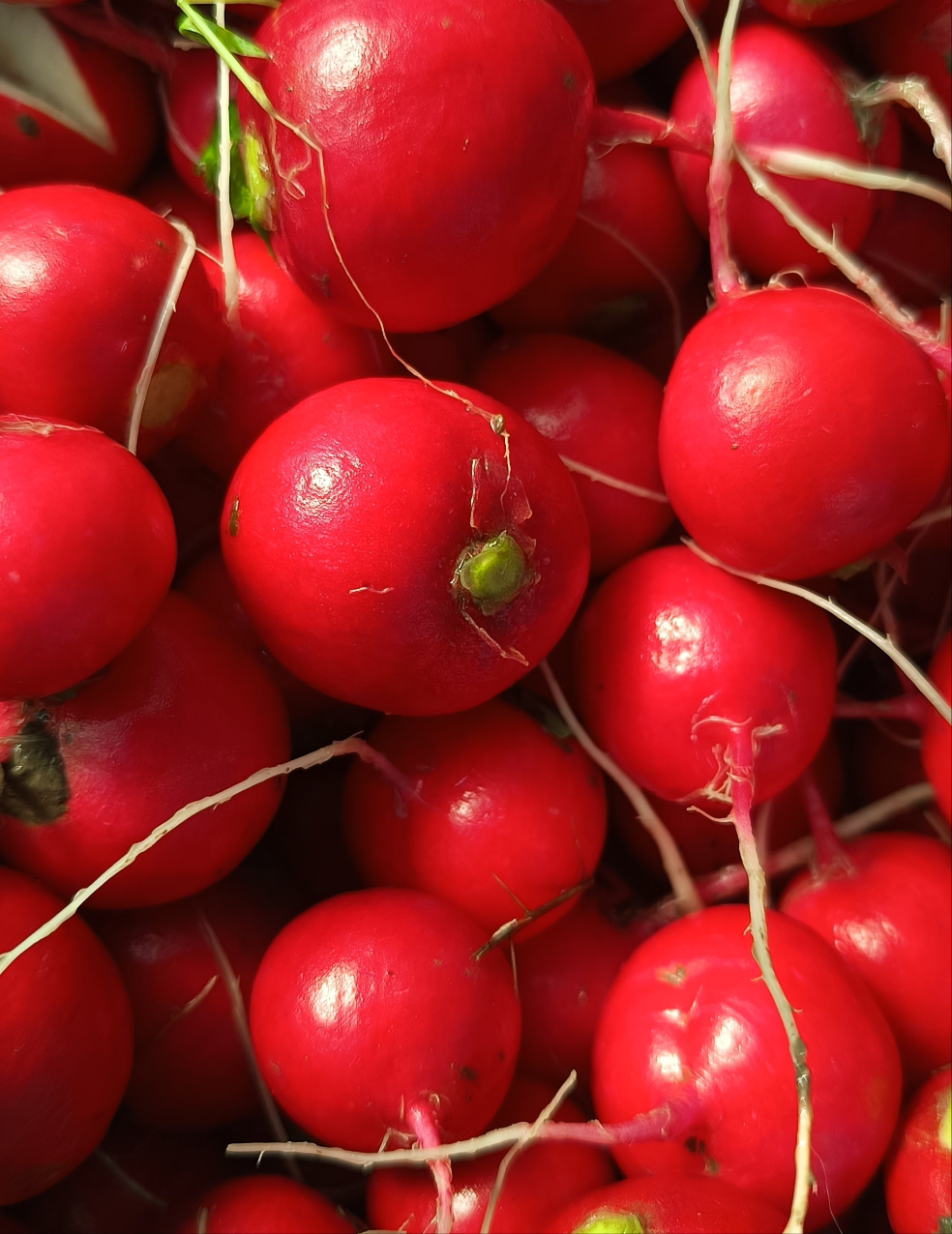 Свіжа редиска сімейна порція