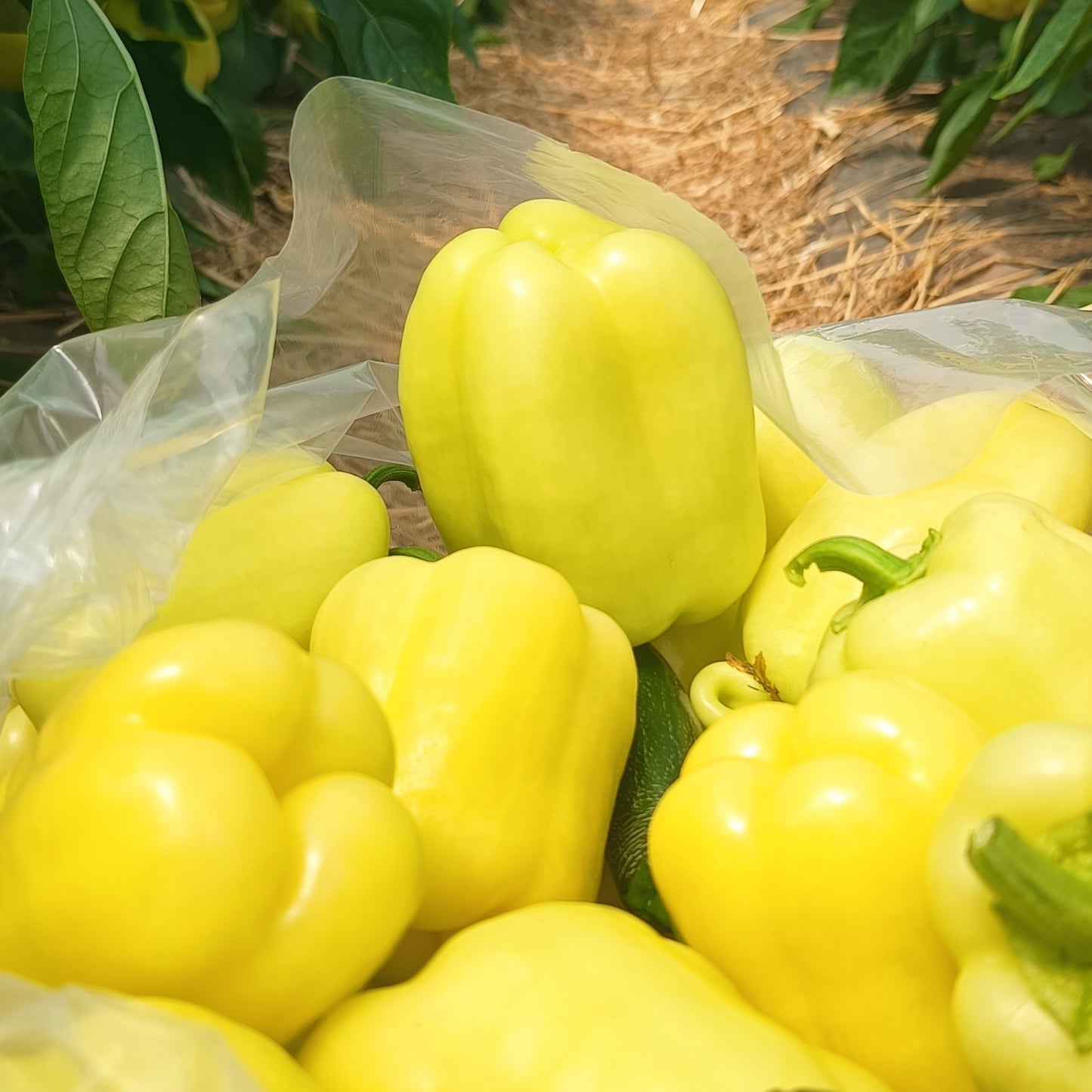 Свіжий білий  перець